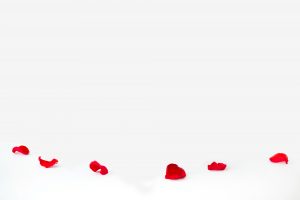 Rose petals isolated on white background